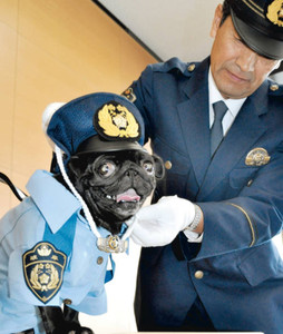 県警広報犬「ソレイユ巡査」デビュー