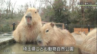 冬至:体の芯までほかほか 南区の温泉施設、２４日までゆず湯実施 ／広島