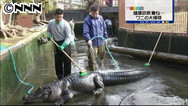 ワニも大掃除ですっきり 静岡・熱川