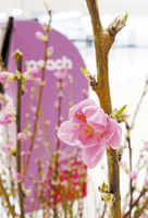 紀の川市の花桃を贈呈 ピーチ就航1周年、関西空港で