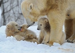 札幌市円山動物園:ホッキョクグマの赤ちゃん公開