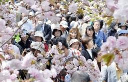 造幣局の「桜の通り抜け」始まる １３０種、多くが満開