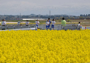 菜の花畑 快走 高岡でフェス マラソンに２６０人