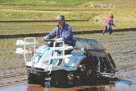 稲作の自粛解除、３年ぶり田植え 福島・広野