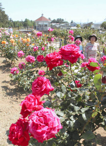 香る7000本のバラ