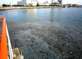 クラゲ襲来、苅田火力停止 福岡