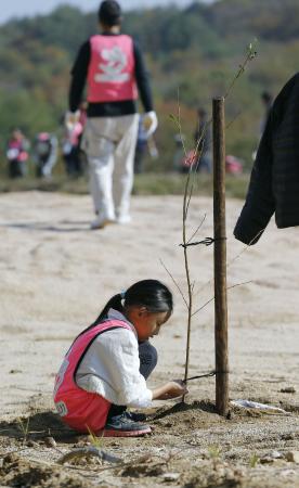 ソメイヨシノ:「来春にも花」 福島で苗木311本植樹