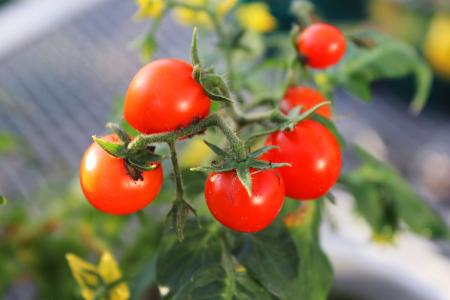 トマト 授粉いらず 筑波大など開発、3年後めど実用化