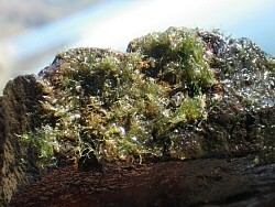 本栖湖:絶滅危惧種「フジマリモ」の生育を確認