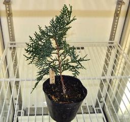 「花粉ない」ヒノキ発見 神奈川県、６～７年後出荷