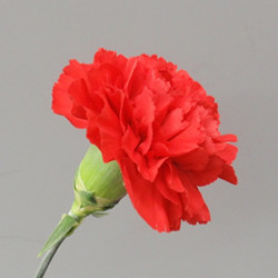 カーネーションの全ゲノム解読 観賞用の花で世界初