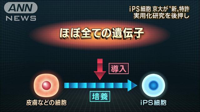 京大iPS細胞“新”特許取得 実用化研究を後押し