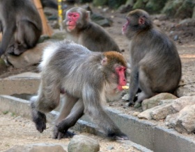 高崎山ボスザル再び失踪…「ベンツ像」除幕式を前に