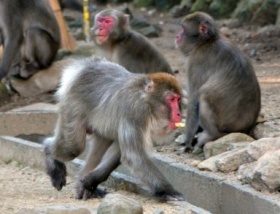 大分で復帰記念しボスザル像