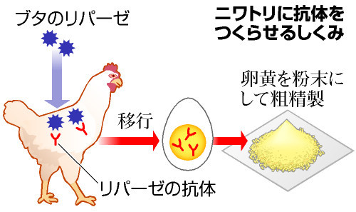 肥満防ぐタマゴ開発中 岐阜大など、脂質吸収抑える抗体