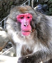 3回目の捜索でもベンツ見つからず(大分県)