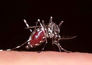 5都府県を旅行のドイツ人女性、デング熱に感染