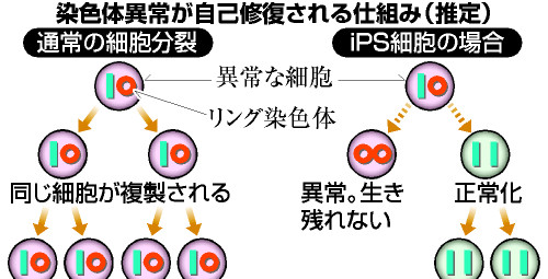 アピタルトップ ＞ ニュース ＞ 染色体異常が自己修復 ｉＰＳ細胞で山中教授ら新発見