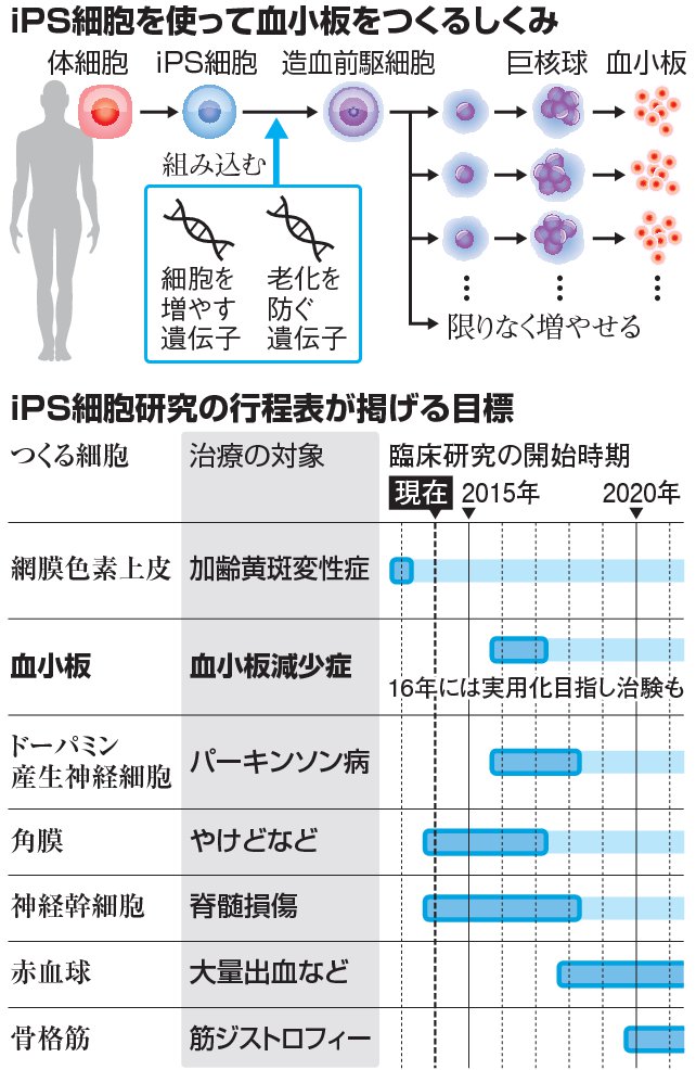 iPS治療、実用化へ歩み着実