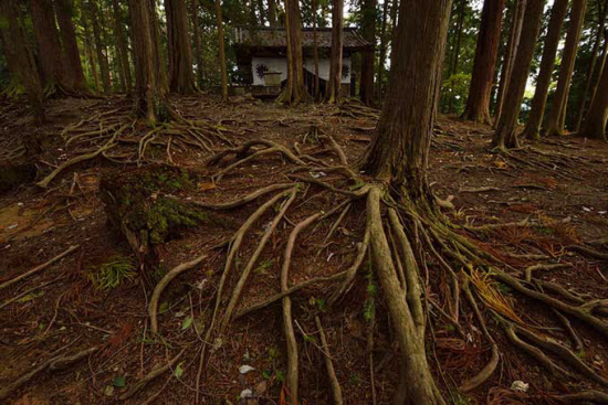 京都の北、鞍馬山で「炎の乱舞」を写す