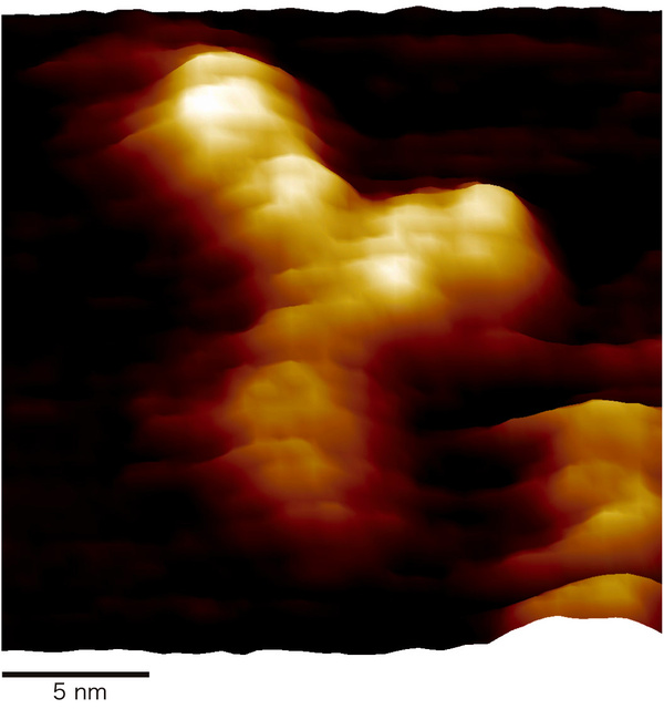 ウイルスと戦う抗体はＹ字形 京大など顕微鏡でとらえる