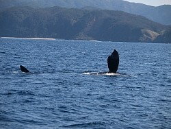 絶滅危惧のセミクジラ確認 奄美沖 ９７年以来