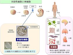 論文一時は却下…かっぽう着の「リケジョ」快挙