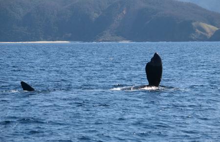 絶滅危惧種のセミクジラ確認 鹿児島県奄美大島沖で１９９７年以来