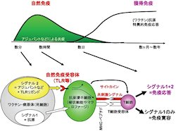 NIBIOなど、インフルエンザなどの感染症用の強力なワクチンの開発に成功