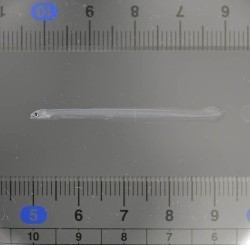 ウナギ稚魚の大量生産に道 水産総合研究センター