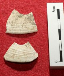 沖縄で国内最古の貝製道具 2万年前、旧石器時代では初