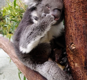 コアラ第2子生まれたよ 淡路島・イングランドの丘