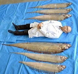 山口）長門の海岸でリュウグウノツカイ発見