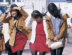 春一番 フクジュソウ