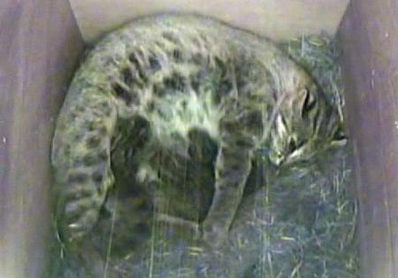 47NEWS > 共同ニュース > ツシマヤマネコの子生まれる 福岡、育てば5年ぶり