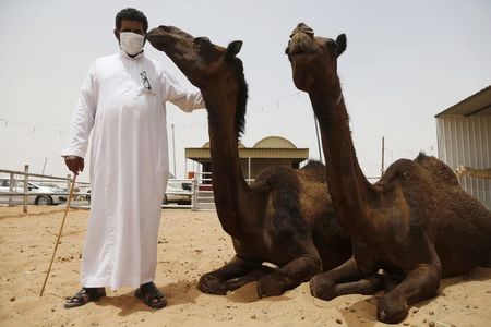 サウジがMERS感染源をラクダと特定、感染者500人に近づく