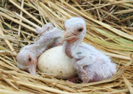 コウノトリ２羽ふ化 福井の飼育施設