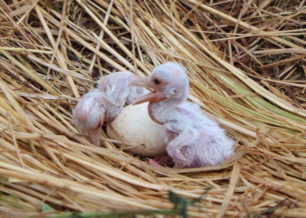 コウノトリ:５０年ぶりのヒナ誕生 「托卵」で県内初−−越前 ／福井