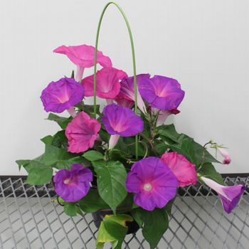 アサガオの花、老化遺伝子あった…長持ち可能に