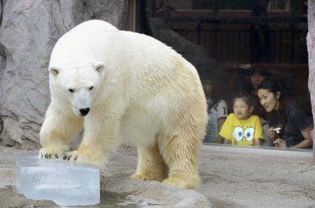 ［ライフ］やっぱり落ち着く？ ホッキョクグマらに氷の贈り物 旭山動物園（2014.7.26 10:52）