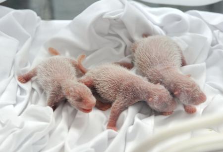 2週間生きて…「奇跡だ」三つ子パンダ誕生 2014年08月13日 08時50分