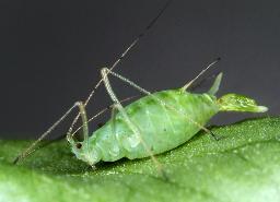 昆虫内で細菌と高度な共生関係 生物融合の技術に展開も