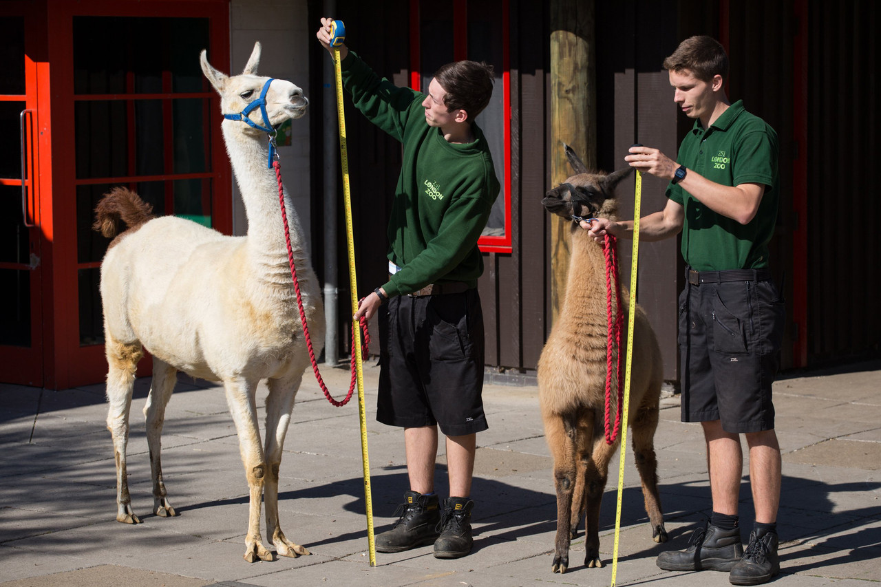 ゴリラからカタツムリまで、動物たちの「身体測定」