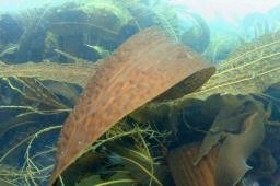 和食の日にコンブいかが インフル予防に効果