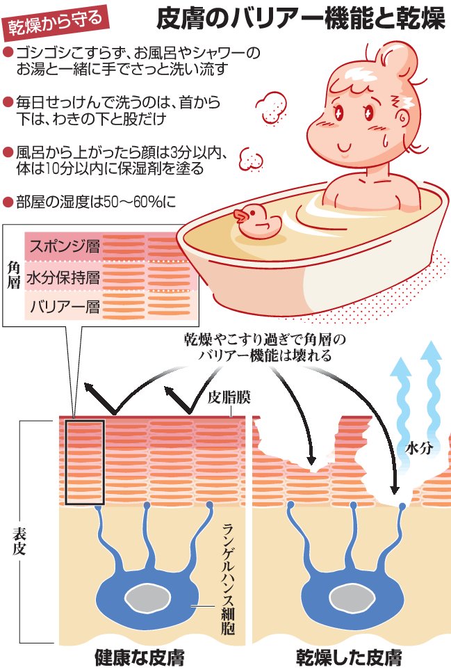 くらしナビ・科学:皮膚弱まりアレルギー 英で研究報告「保湿不足で抗原侵入」
