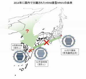 宮崎の鳥インフル、熊本・千葉と別ウイルス