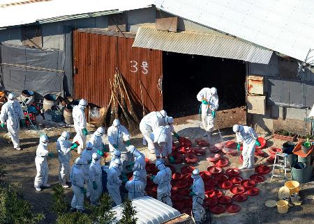 山口の鳥インフル、高病原性…今季3件目 2014年12月30日 01時31分