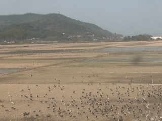野鳥のナベヅルから鳥インフルエンザ(H5N8亜型)=鹿児島県