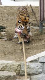 47NEWS ＞ 共同ニュース ＞ 大阪・天王寺動物園で百周年行事 アムールトラと綱引きも