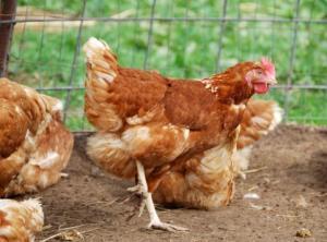 台湾中南部で鳥インフルエンザH5N8型初確認される